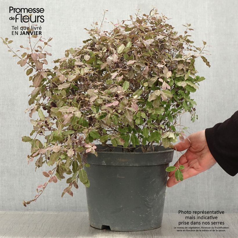 Exemplar von Pittosporum tenuifolium Tom Thumb Topf mit 6L/7L wie im Winter geliefert
