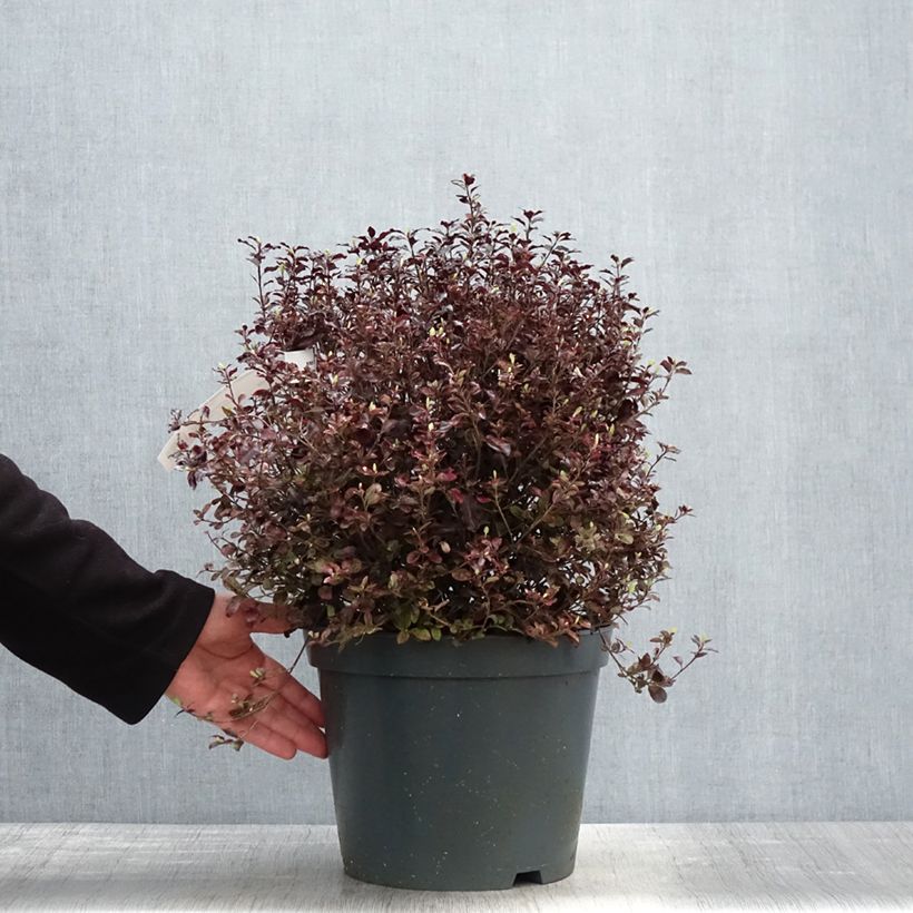 Exemplar von Pittosporum tenuifolium Tom Thumb Topf mit 6L/7L wie im Frühjahr geliefert