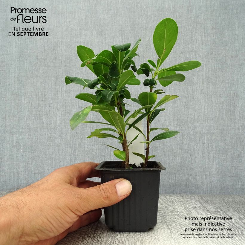 Exemplar von Pittosporum tobira - Chinesischer Klebsame Kleine Töpfe von 8/9 cm wie im Herbst geliefert