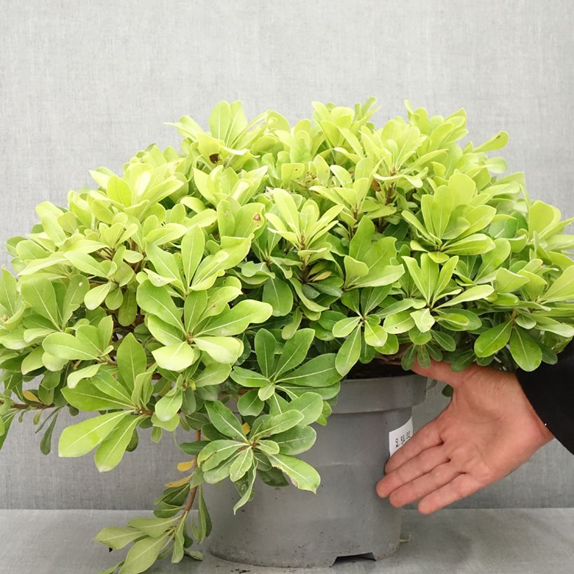 Exemplar von Pittosporum tobira Nanum - Chinesischer Klebsame Topf mit 7,5L/10L wie im Sommer geliefert