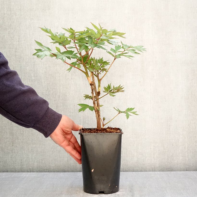 Exemplar von Paeonia suffruticosa Bai Yuan Hong Xia - Strauch-Pfingstrose Topf mit 2L/3L wie im Frühjahr geliefert