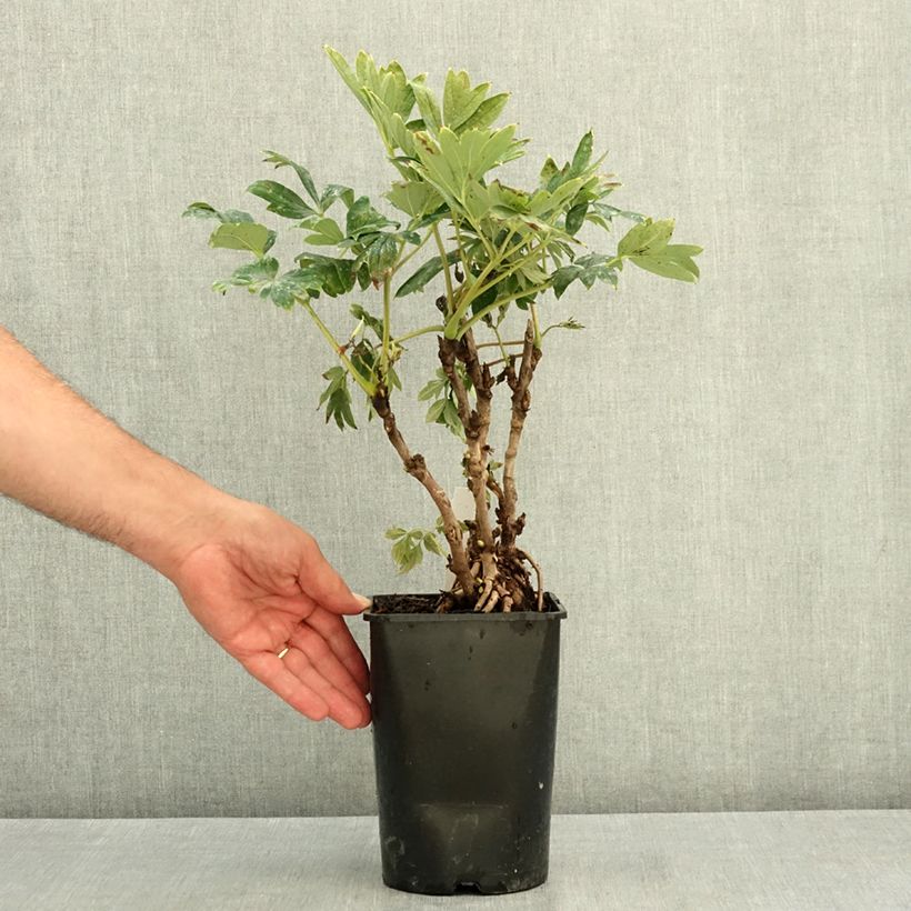Exemplar von Pivoine arbustive 08 Juan Ye Hong - Paeonia suffruticosa Pot de 2L/3L wie im Sommer geliefert