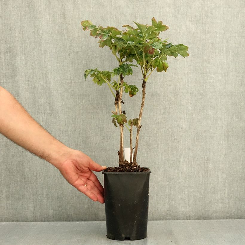 Exemplar von Paeonia suffruticosa Lu He Hong - Strauch-Pfingstrose Topf mit 2L/3L wie im Sommer geliefert
