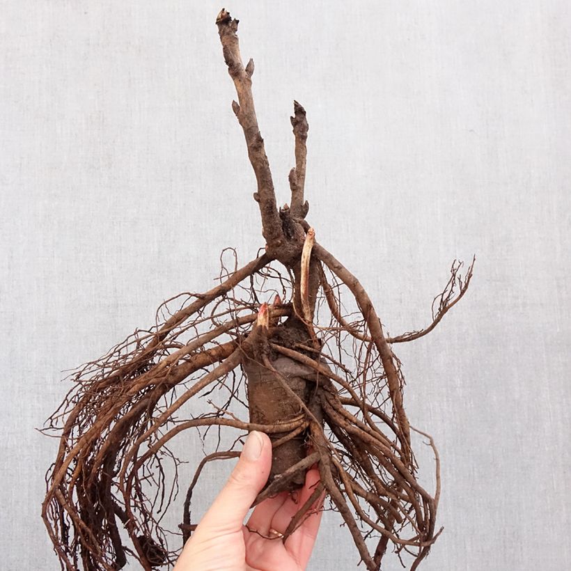 Exemplar von Paeonia suffruticosa Camouflage (Dao Jin) - Strauch-Pfingstrose Stamm 3/5 Augen wie im Winter geliefert