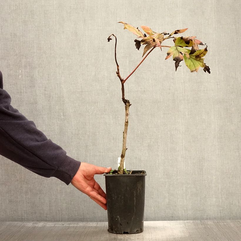 Exemplar von Paeonia suffruticosa Jin Ge - Strauch-Pfingstrose Topf mit 2L/3L wie im Herbst geliefert