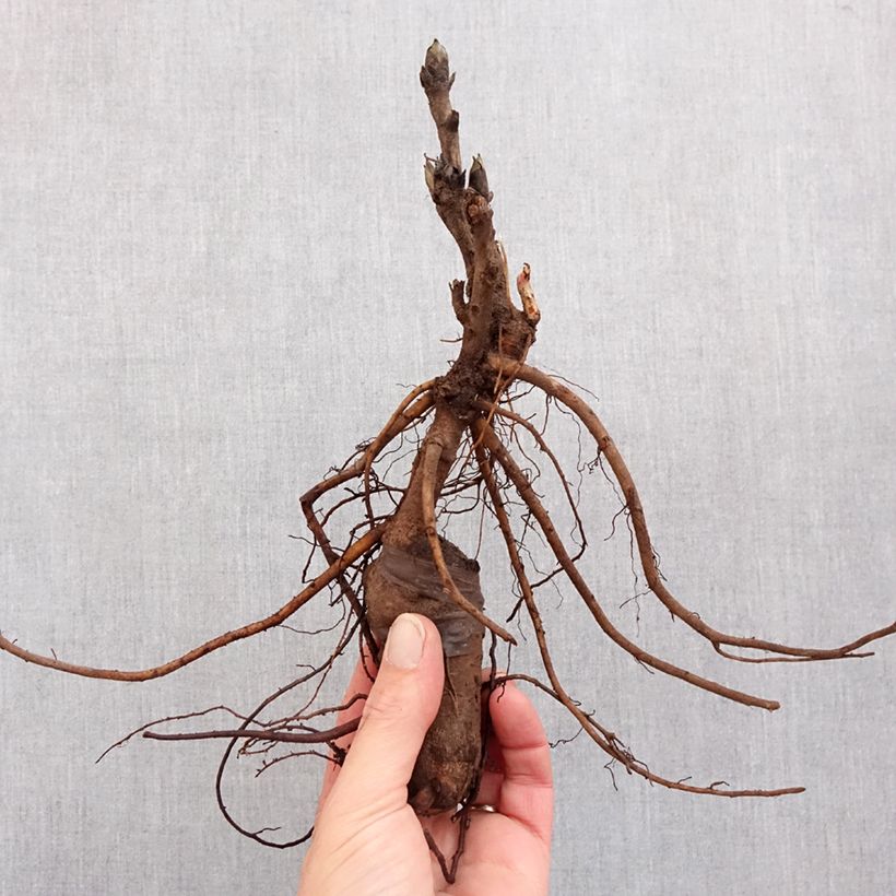 Exemplar von Paeonia suffruticosa Luo Yang Hong - Strauch-Pfingstrose Stamm 3/5 Augen wie im Winter geliefert