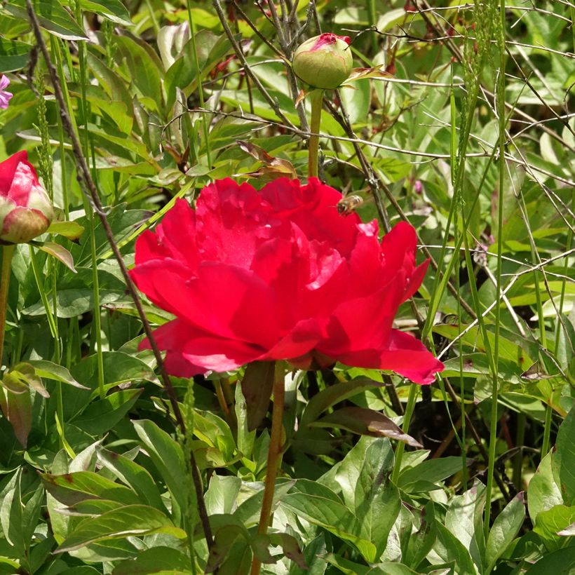 Paeonia Blaze - Pfingstrose (Blüte)