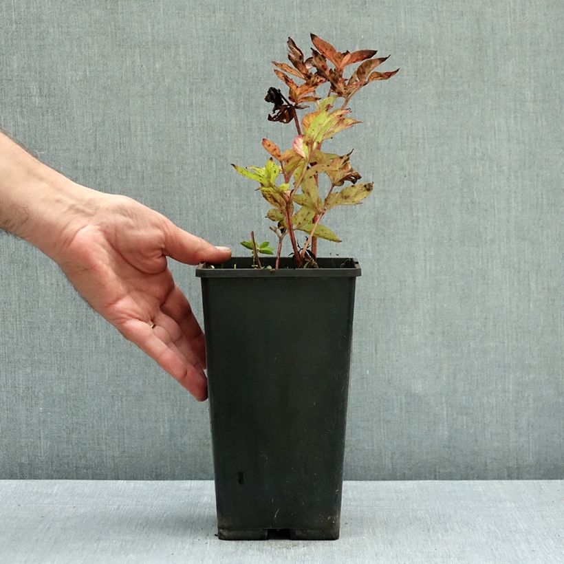 Exemplar von Paeonia Blaze - Pfingstrose Topf mit 3L/4L wie im Herbst geliefert