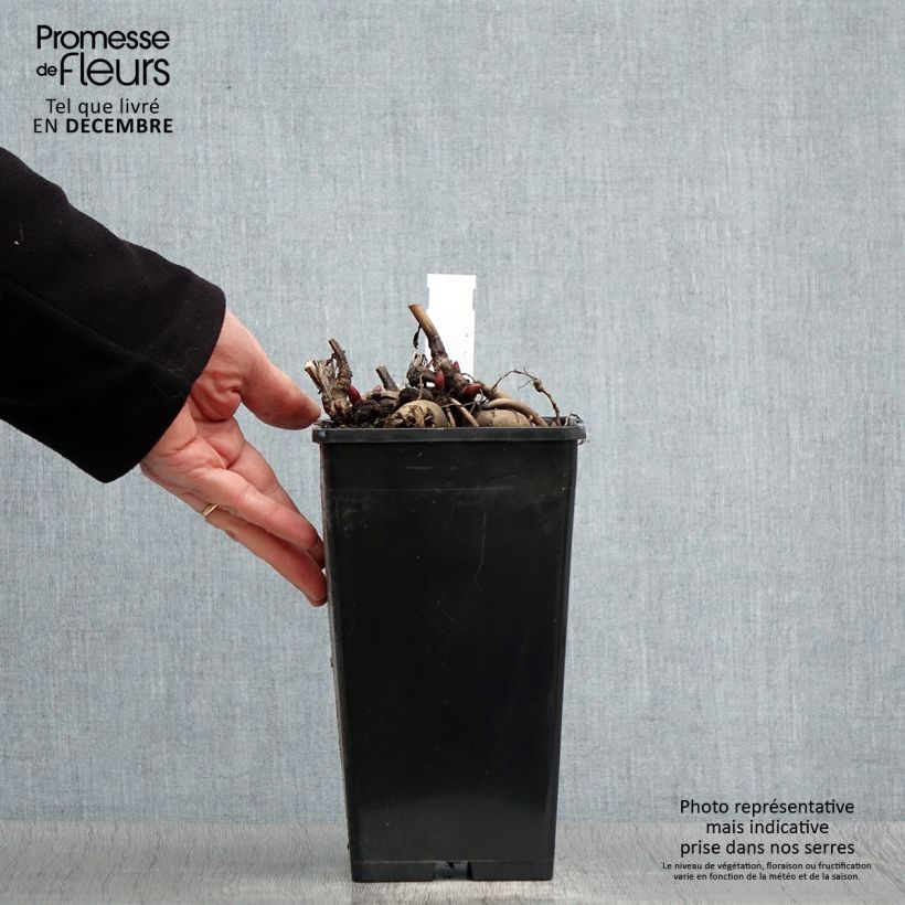 Exemplar von Paeonia Blaze - Pfingstrose Topf mit 3L/4L wie im Winter geliefert