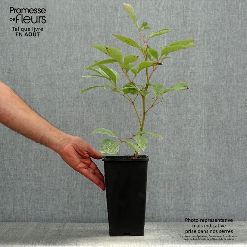 Exemplar von Paeonia lactiflora Claire de Lune - Edel-Pfingstrosen Topf mit 3L/4L wie im Sommer geliefert