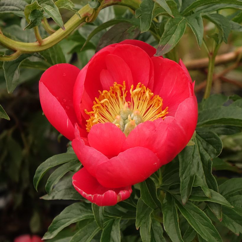 Paeonia lactiflora Coral Sunset - Edel-Pfingstrosen (Blüte)