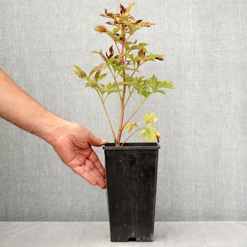 Exemplar von Paeonia lactiflora Coral Sunset - Edel-Pfingstrosen Topf mit 3L/4L wie im Herbst geliefert