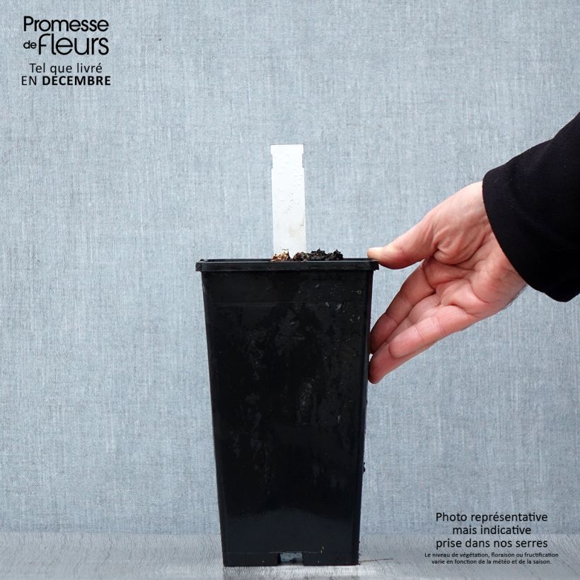 Exemplar von Paeonia lactiflora Coral Sunset - Edel-Pfingstrosen Topf mit 3L/4L wie im Winter geliefert