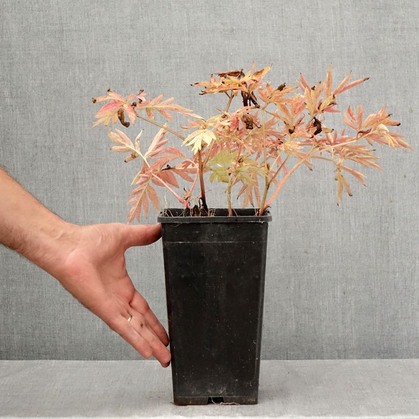 Exemplar von Paeonia emodi Late Windflower Topf mit 3L/4L wie im Herbst geliefert