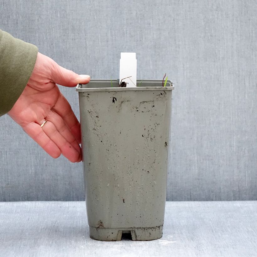 Exemplar von Paeonia emodi Late Windflower Topf mit 3L/4L wie im Winter geliefert