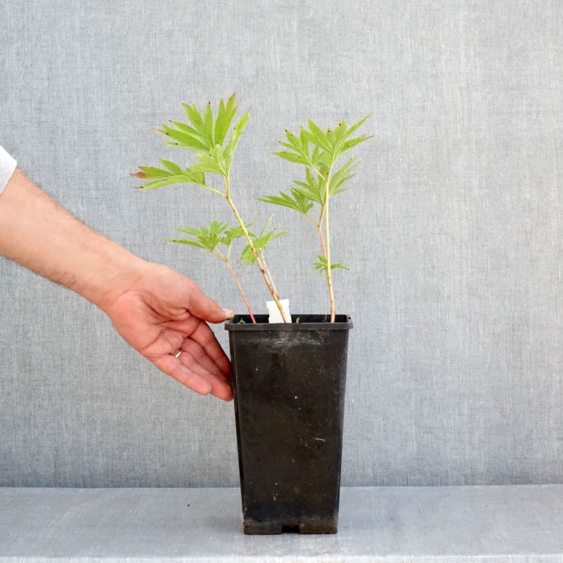 Exemplar von Paeonia emodi Late Windflower Topf mit 3L/4L wie im Frühjahr geliefert