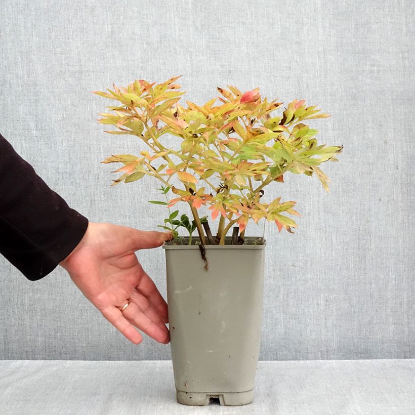 Exemplar von Paeonia Flame - Pfingstrose Topf mit 3L/4L wie im Herbst geliefert