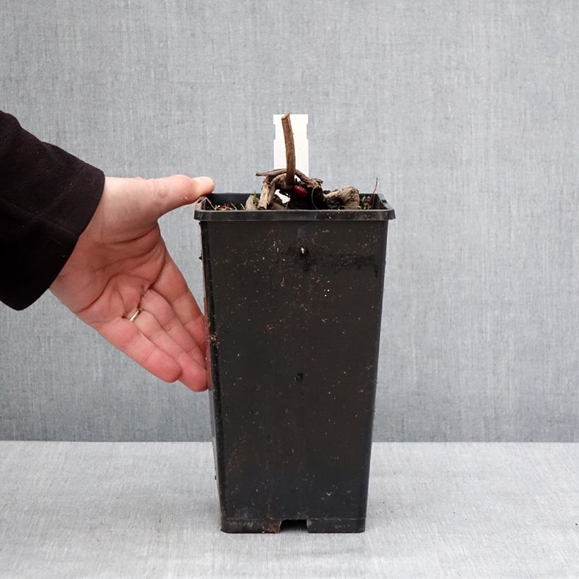 Exemplar von Paeonia Flame - Pfingstrose Topf mit 3L/4L wie im Winter geliefert