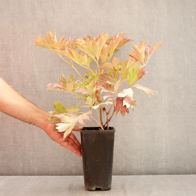 Exemplar von Paeonia Itoh Bartzella Topf mit 3L/4L wie im Sommer geliefert