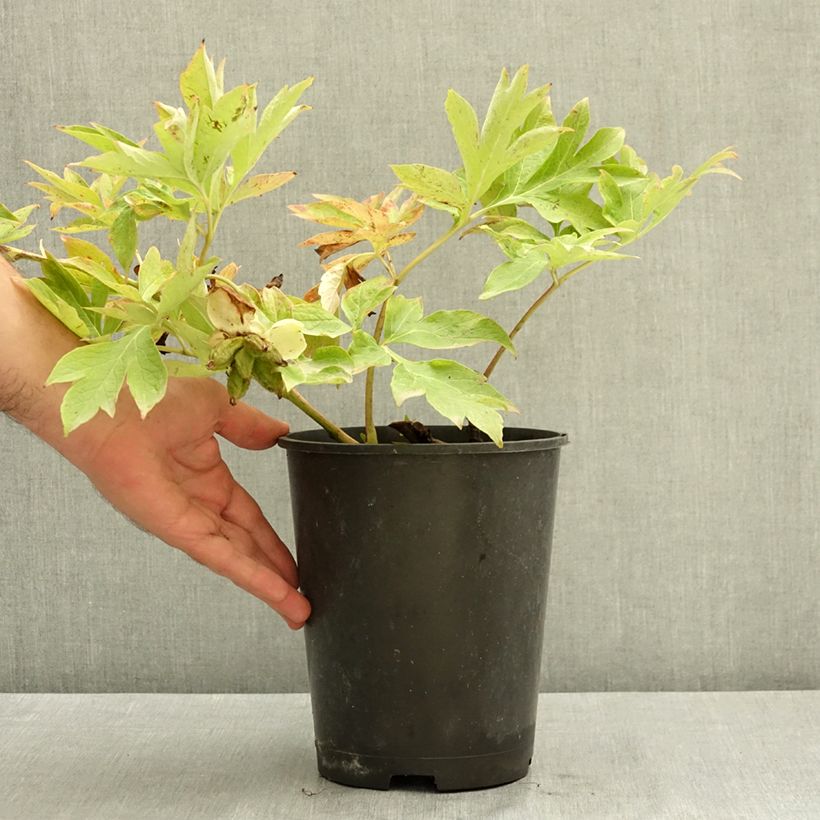Exemplar von Paeonia Itoh Bartzella Topf mit 7,5L/10L wie im Sommer geliefert