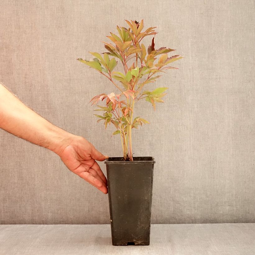 Exemplar von Paeonia Itoh Callies Memory Topf mit 3L/4L wie im Sommer geliefert