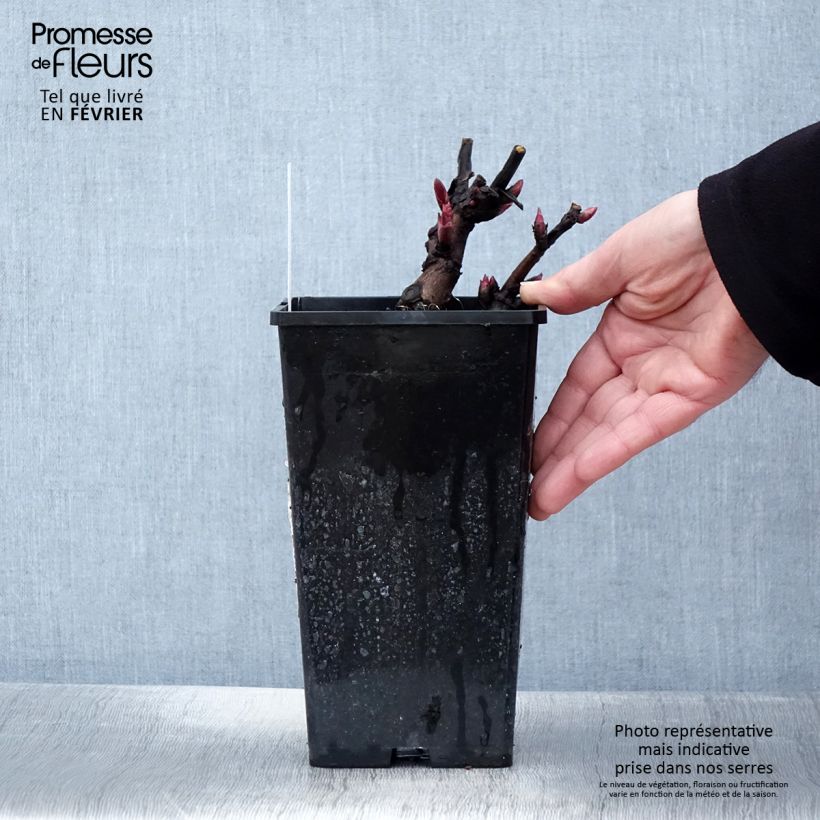 Exemplar von Paeonia Itoh Canary Brillant Topf mit 3L/4L wie im Winter geliefert