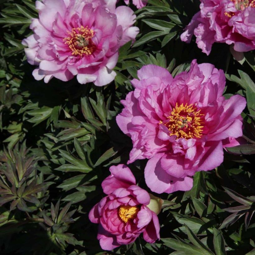 Paeonia Itoh First Arrival (Blüte)