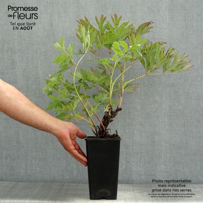 Exemplar von Paeonia Itoh First Arrival Topf mit 3L/4L wie im Sommer geliefert