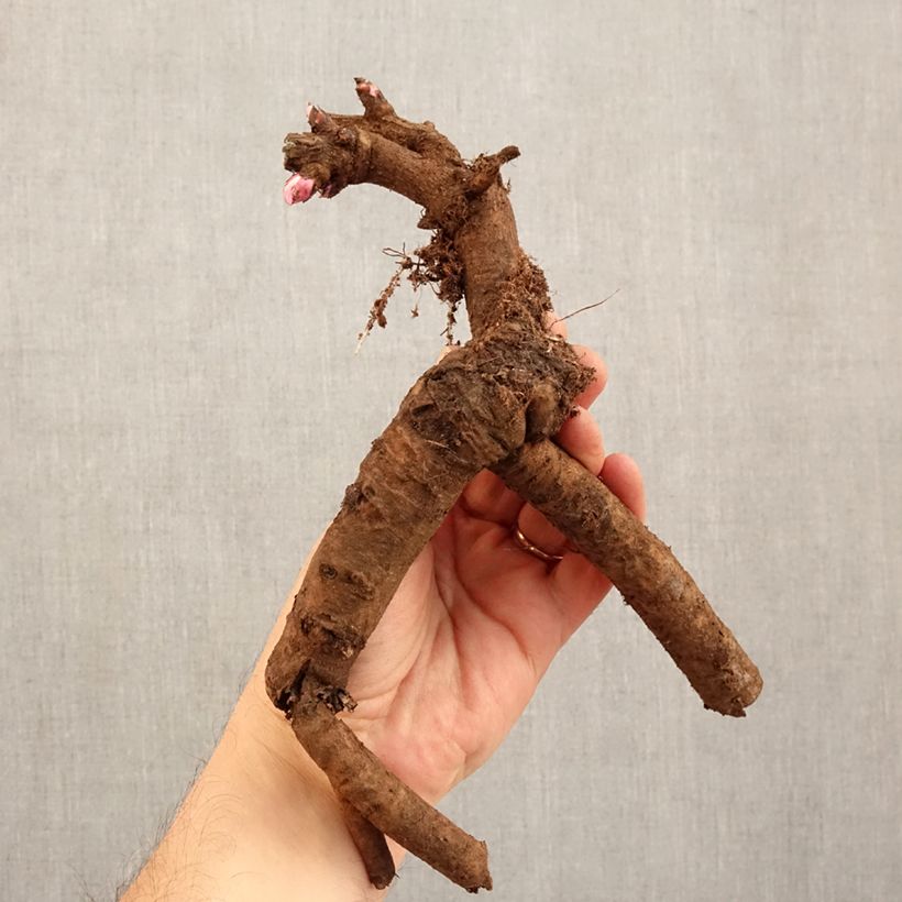 Exemplar von Paeonia Itoh First Arrival Stamm 3/5 Augen wie im Winter geliefert