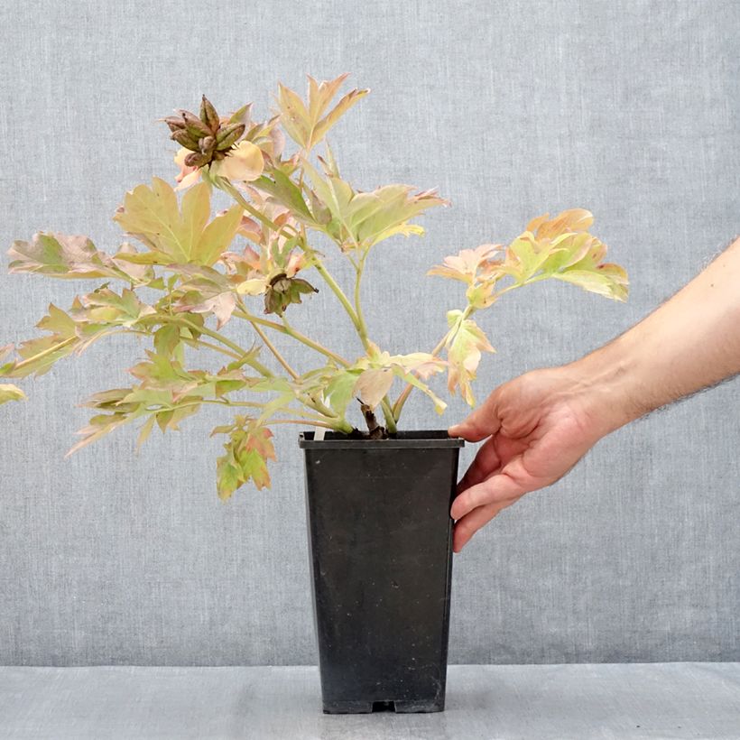 Exemplar von Paeonia Itoh Garden Treasure Topf mit 4L/5L wie im Sommer geliefert