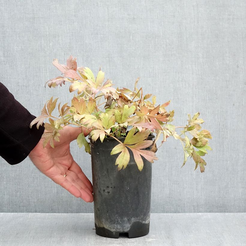 Exemplar von Paeonia Itoh Hillary Topf mit 3L/4L wie im Herbst geliefert