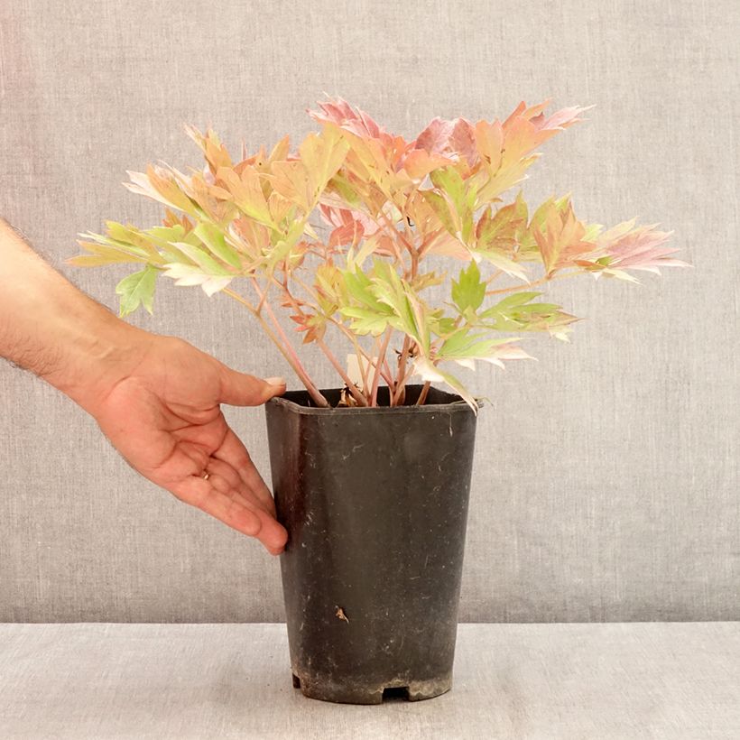 Exemplar von Paeonia Itoh Hillary Topf mit 3L/4L wie im Sommer geliefert