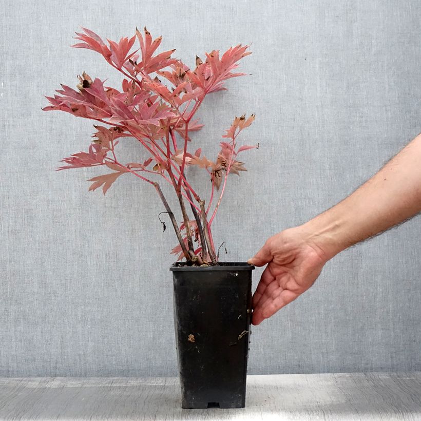 Exemplar von Paeonia Itoh Julia Rose Topf mit 2L/3L wie im Herbst geliefert