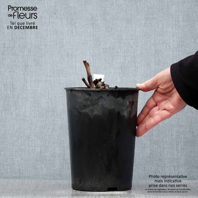 Exemplar von Paeonia Itoh Pastel Splendor Topf mit 2L/3L wie im Winter geliefert