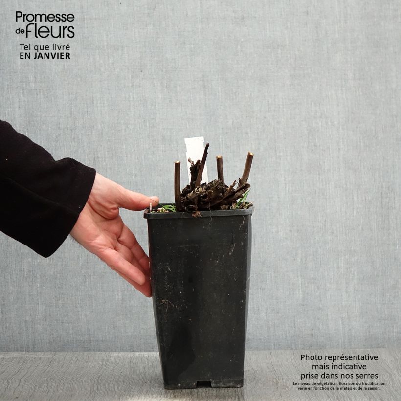 Exemplar von Paeonia Itoh Pink Ardour Topf mit 3L/4L wie im Winter geliefert