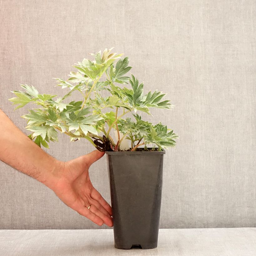 Exemplar von Paeonia Itoh Viking Full Moon Topf mit 3L/4L wie im Sommer geliefert