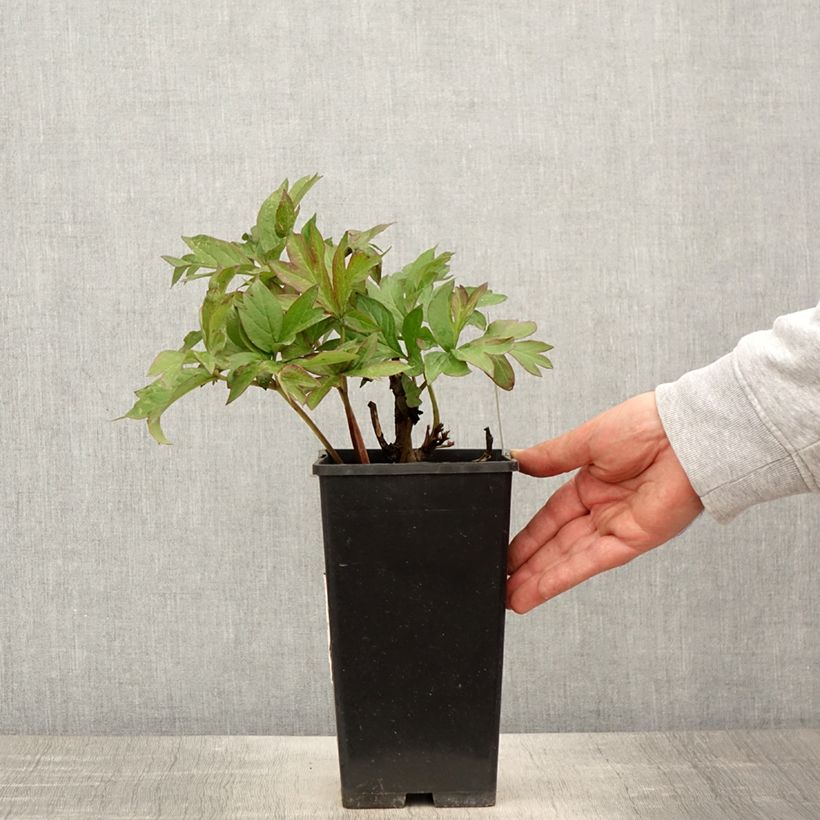 Exemplar von Paeonia Itoh Viking Full Moon Topf mit 3L/4L wie im Frühjahr geliefert