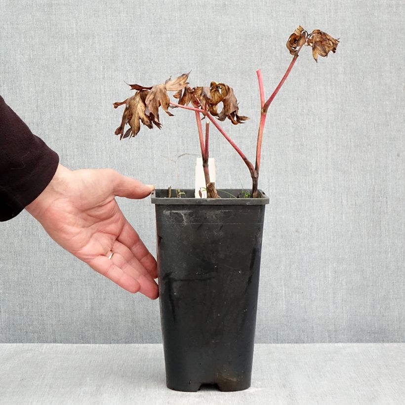 Exemplar von Paeonia Itoh Yellow Crown Topf mit 3L/4L wie im Herbst geliefert