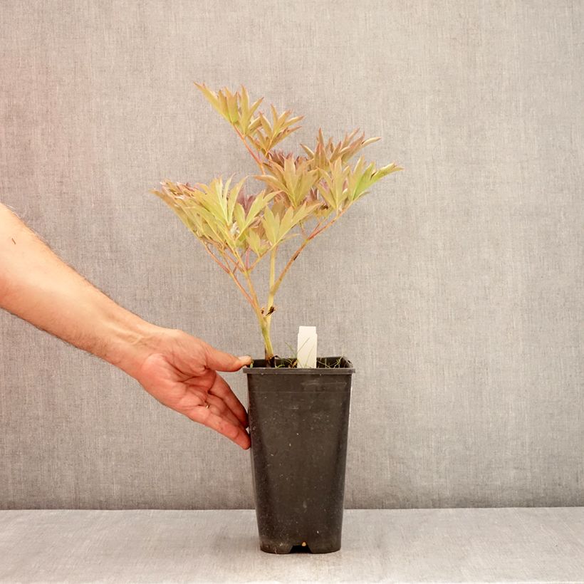 Exemplar von Paeonia Itoh Yellow Crown Topf mit 3L/4L wie im Sommer geliefert