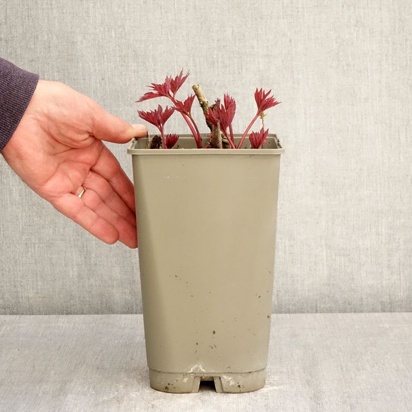 Exemplar von Paeonia Itoh Yellow Crown Topf mit 3L/4L wie im Frühjahr geliefert