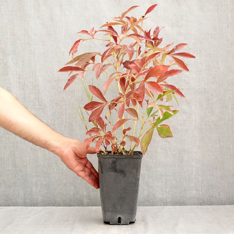 Exemplar von Paeonia lactiflora Albert Crousse - Edel-Pfingstrosen Topf mit 3L/4L wie im Sommer geliefert