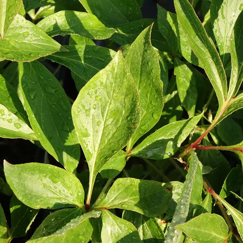 Paeonia lactiflora Alertie - Edel-Pfingstrosen (Laub)
