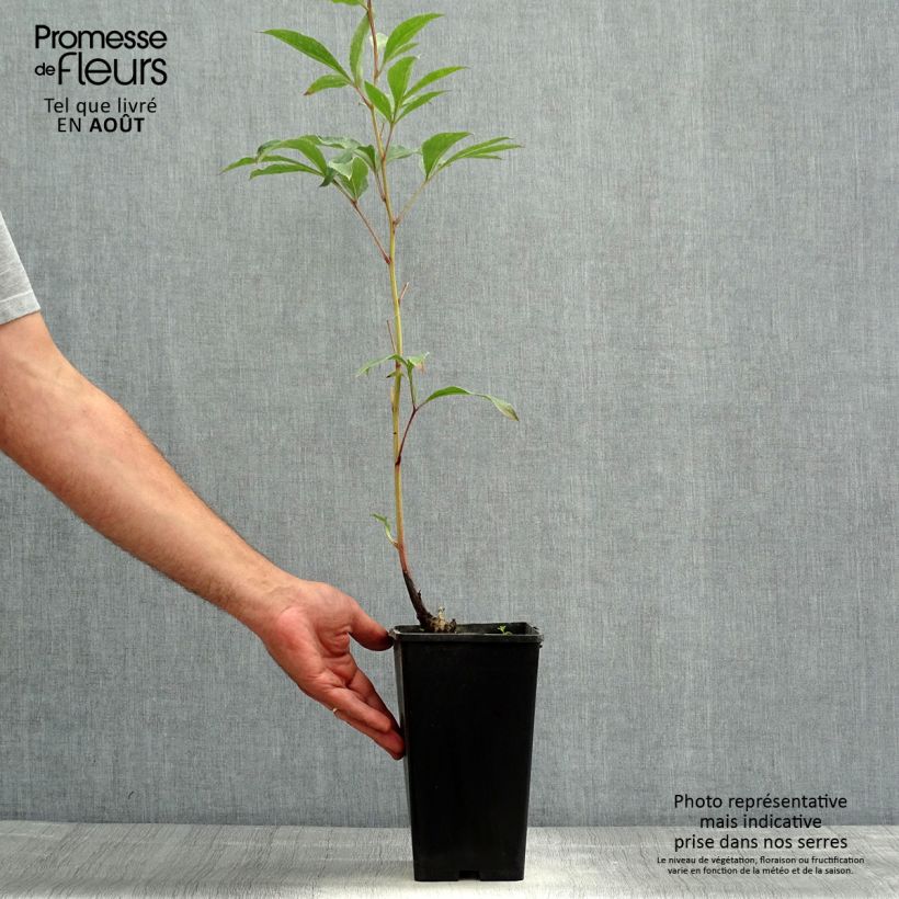 Exemplar von Paeonia lactiflora Big Ben - Edel-Pfingstrosen Topf mit 3L/4L wie im Sommer geliefert