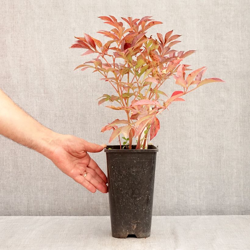 Exemplar von Paeonia lactiflora Bouquet Perfect - Edel-Pfingstrosen Topf mit 3L/4L wie im Sommer geliefert