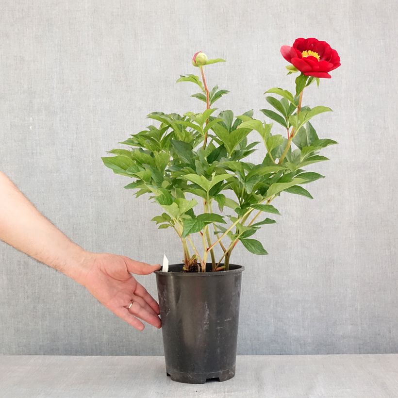 Exemplar von Paeonia lactiflora Buckeye Belle - Edel-Pfingstrosen Topf mit 3L/4L wie im Sommer geliefert