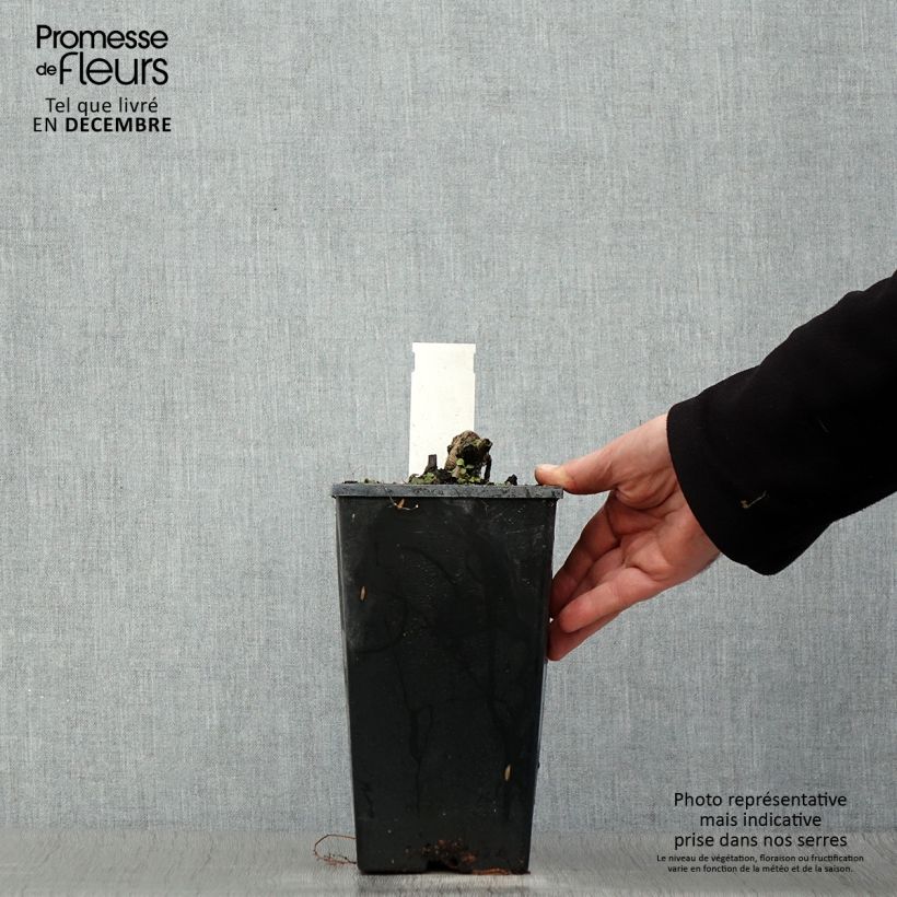 Exemplar von Paeonia lactiflora Coral Charm - Edel-Pfingstrosen Topf mit 3L/4L wie im Winter geliefert