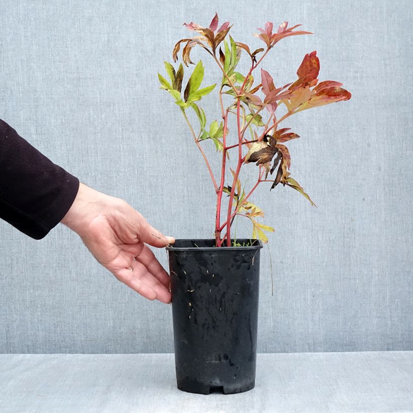 Exemplar von Paeonia lactiflora Coral Charm - Edel-Pfingstrosen Topf mit 3L/4L wie im Herbst geliefert