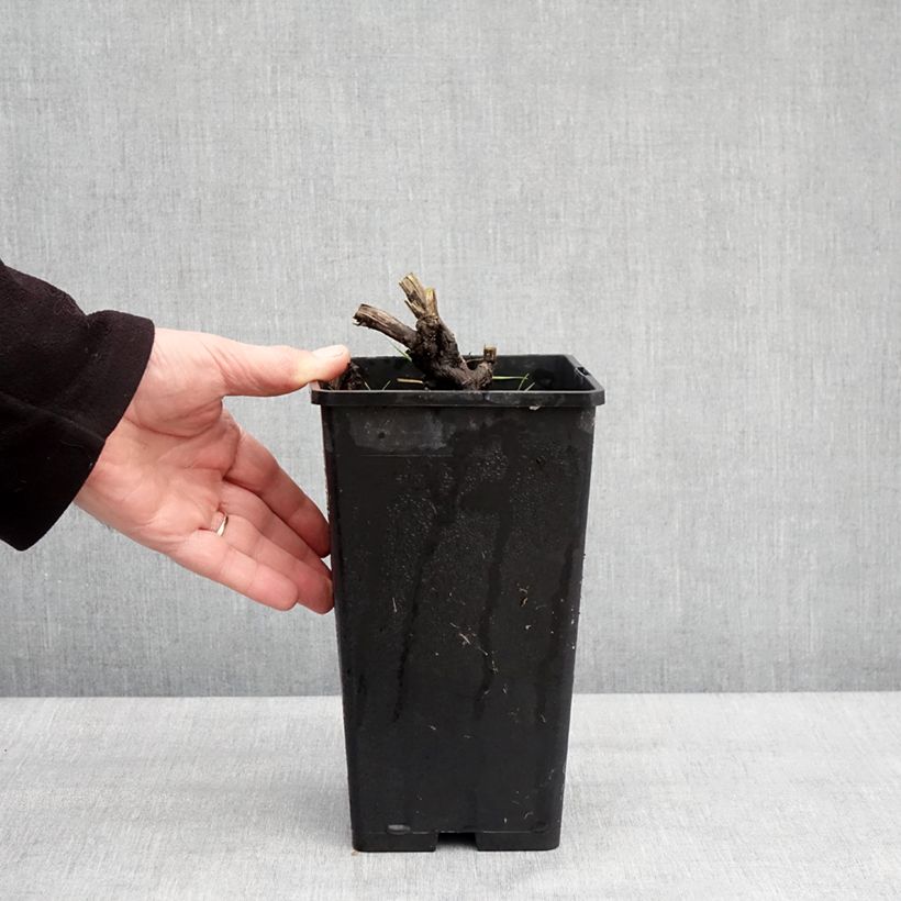 Exemplar von Paeonia lactiflora Coral Magic - Edel-Pfingstrosen Topf mit 3L/4L wie im Winter geliefert