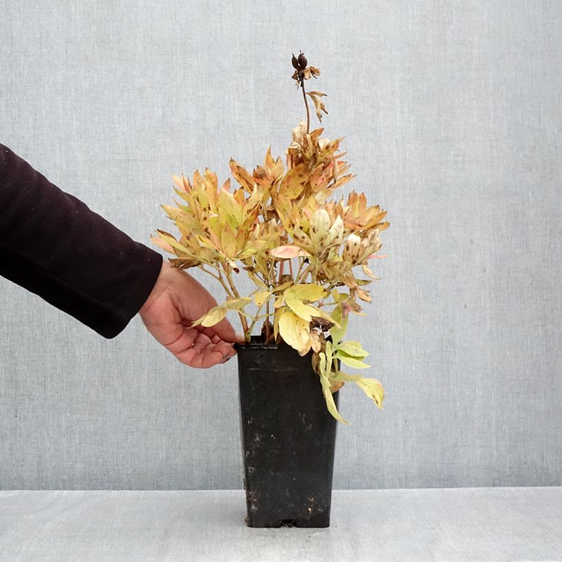 Exemplar von Paeonia lactiflora Diana Parks - Edel-Pfingstrosen Topf mit 3L/4L wie im Herbst geliefert