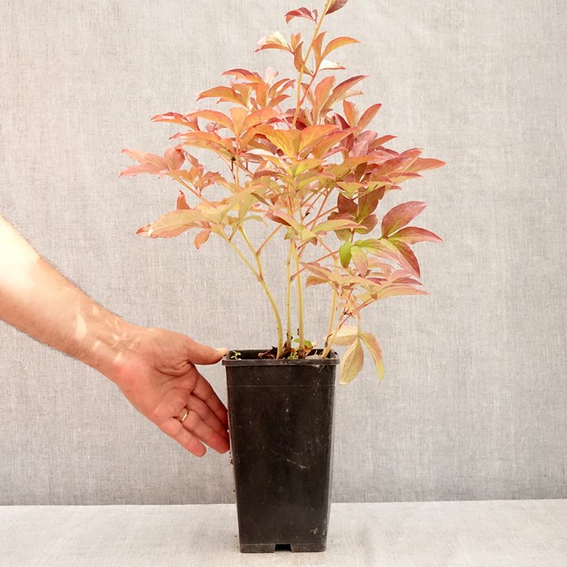 Exemplar von Paeonia lactiflora Do Tell - Edel-Pfingstrosen Topf mit 3L/4L wie im Sommer geliefert
